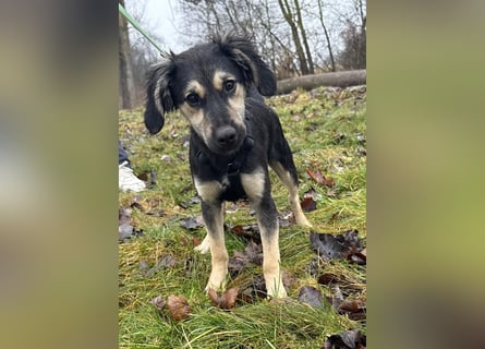 Rüde THEO sucht sein neues Zuhause