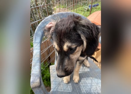 Rüde THEO sucht sein neues Zuhause