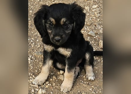 Rüde THEO sucht sein neues Zuhause