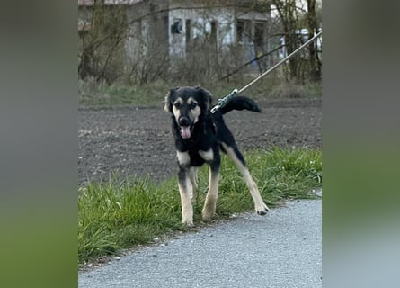 Rüde THEO sucht sein neues Zuhause