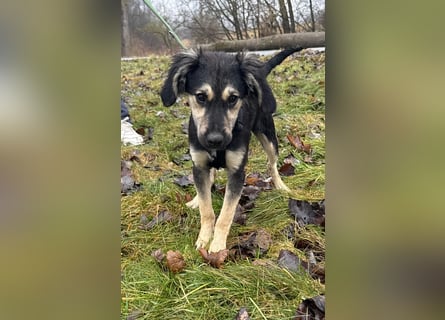 Rüde THEO sucht sein neues Zuhause