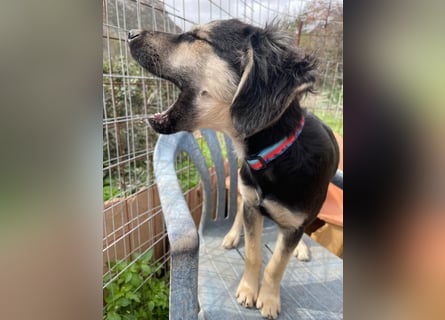 Rüde THEO sucht sein neues Zuhause