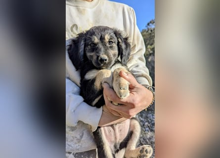 Rüde THEO sucht sein neues Zuhause