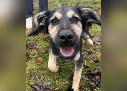 Rüde THEO sucht sein neues Zuhause