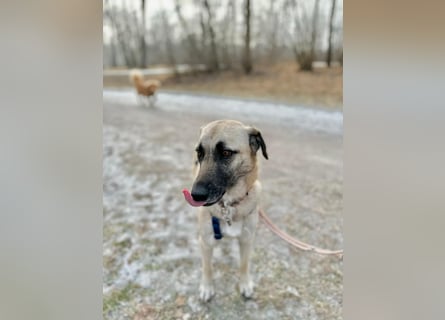 Sanfte Seele Emma sucht ihr Zuhause!