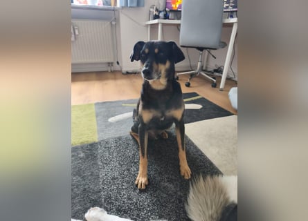 Kleiner Luca wartet in der Nähe von München