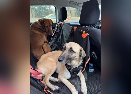 Sanfte Seele Emma sucht ihr Zuhause!