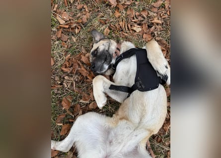 Sanfte Seele Emma sucht ihr Zuhause!