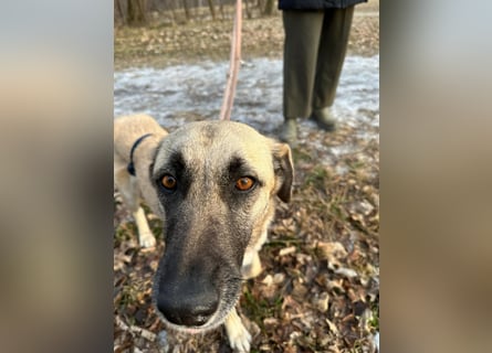 Sanfte Seele Emma sucht ihr Zuhause!