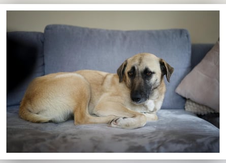 Sanfte Seele Emma sucht ihr Zuhause!