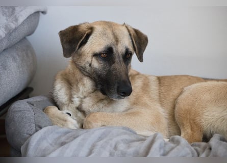 Sanfte Seele Emma sucht ihr Zuhause!