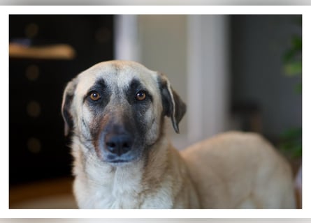 Sanfte Seele Emma sucht ihr Zuhause!