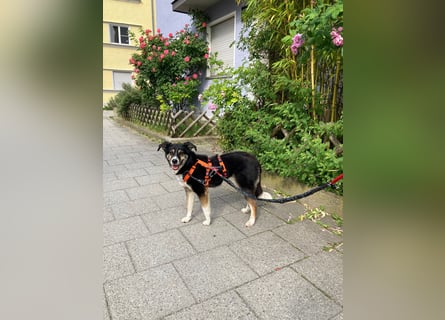 Super lieber Homer wartet in München