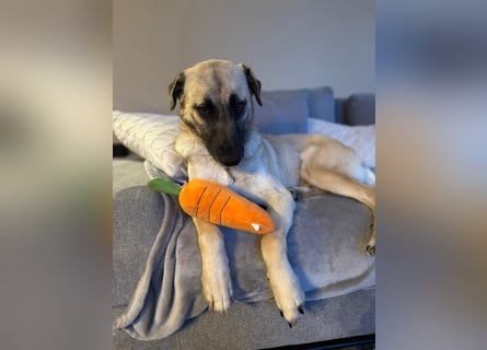 Sanfte Seele Emma sucht ihr Zuhause!