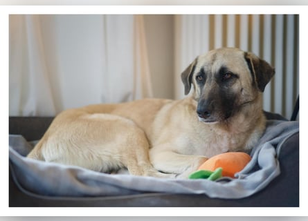 Sanfte Seele Emma sucht ihr Zuhause!