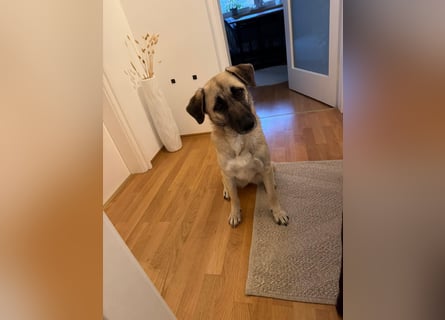 Sanfte Seele Emma sucht ihr Zuhause!