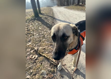 Sanfte Seele Emma sucht ihr Zuhause!