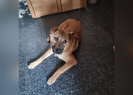Sam sucht eine Familie