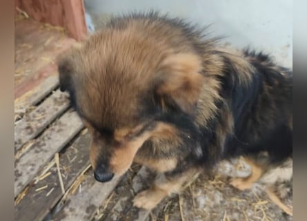 Brownie - lieber 3-jähriger Kettenhund sucht Körbchen!