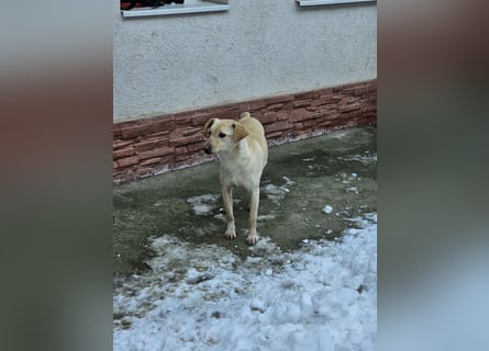 Neugieriger Rüde Snowy