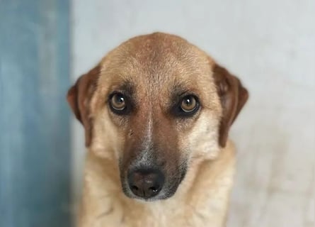 Gina