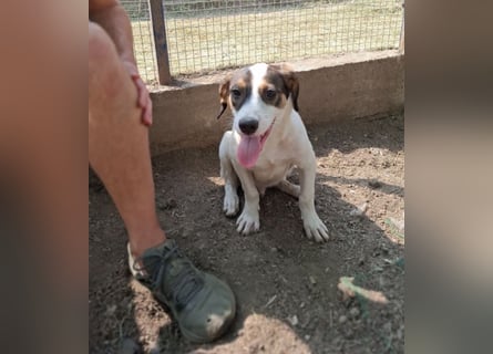 Jampa - lieber, freundlicher Bub!