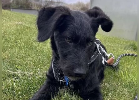 In Luxemburg: Welpe Mads verliert sein Zuhause