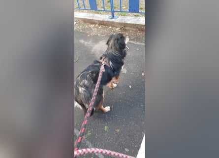 Feinfühliger Begleiter Marty mit großem Herzen