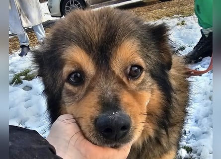 Brownie - lieber 3-jähriger Kettenhund sucht Körbchen!