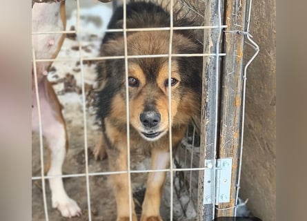 Brownie - lieber 3-jähriger Kettenhund sucht Körbchen!