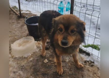 Brownie - lieber 3-jähriger Kettenhund sucht Körbchen!