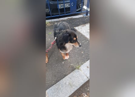 Feinfühliger Begleiter Marty mit großem Herzen