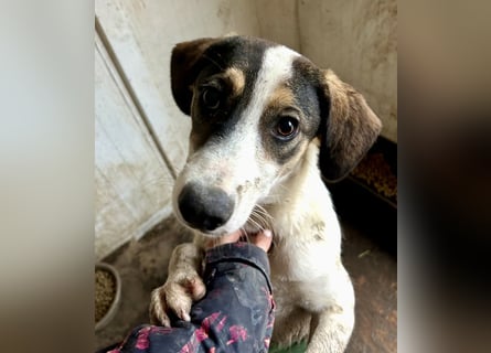 Jampa - lieber, freundlicher Bub!