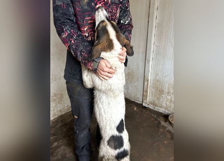 Jampa - lieber, freundlicher Bub!