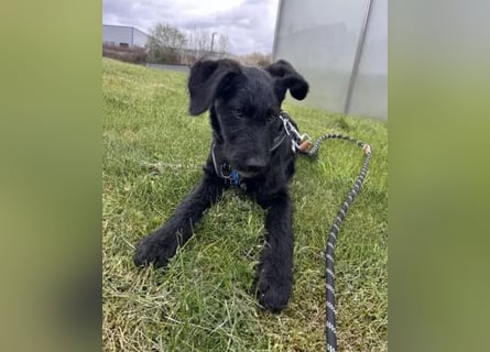 In Luxemburg: Welpe Mads verliert sein Zuhause