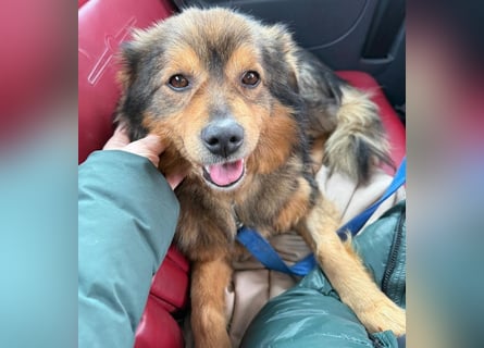 Brownie - lieber 3-jähriger Kettenhund sucht Körbchen!