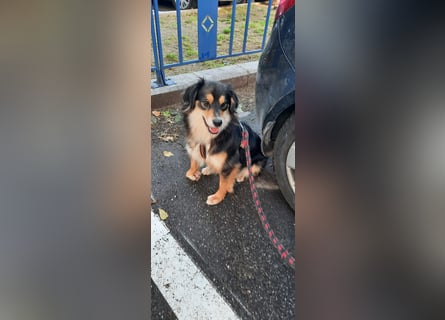 Feinfühliger Begleiter Marty mit großem Herzen