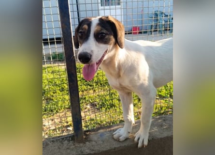 Jampa - lieber, freundlicher Bub!