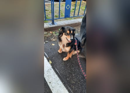 Feinfühliger Begleiter Marty mit großem Herzen