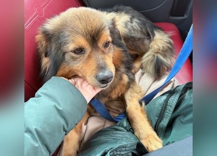 Brownie - lieber 3-jähriger Kettenhund sucht Körbchen!