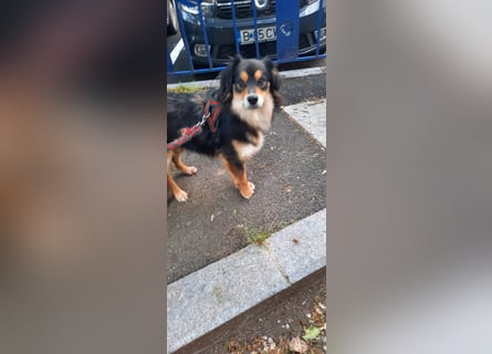 Feinfühliger Begleiter Marty mit großem Herzen
