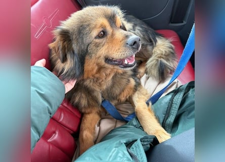 Brownie - lieber 3-jähriger Kettenhund sucht Körbchen!