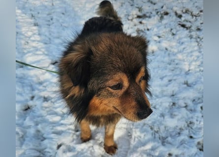 Brownie - lieber 3-jähriger Kettenhund sucht Körbchen!