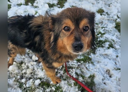 Brownie - lieber 3-jähriger Kettenhund sucht Körbchen!