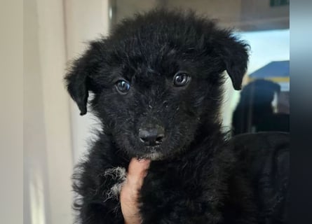 In Luxemburg: Welpe Mads verliert sein Zuhause