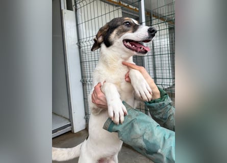 Jampa - lieber, freundlicher Bub!