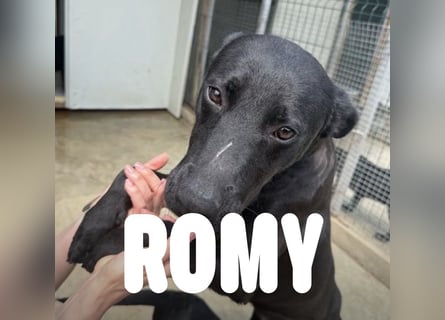 Fürsorgliche Hundemama Romy