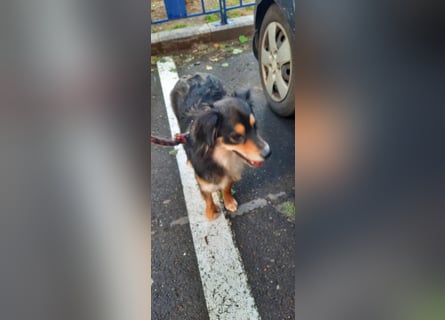Feinfühliger Begleiter Marty mit großem Herzen