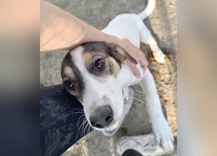 Jampa - lieber, freundlicher Bub!