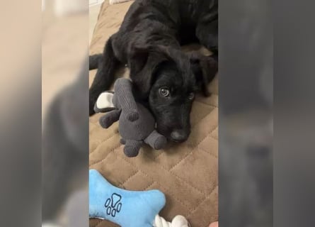 In Luxemburg: Welpe Mads verliert sein Zuhause